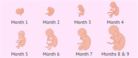 Embryo development