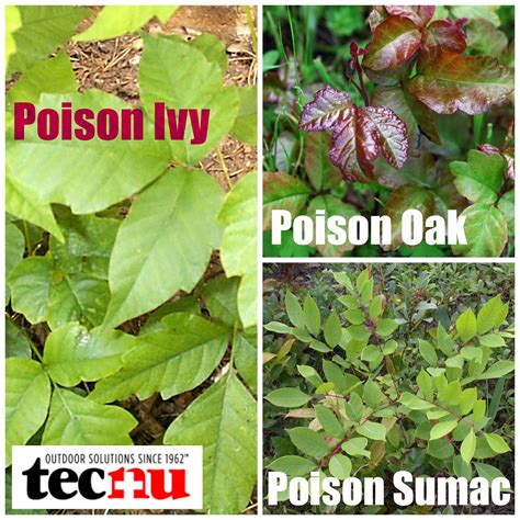 Collection 97+ Pictures Poison Ivy Poison Oak Poison Sumac Pictures ...