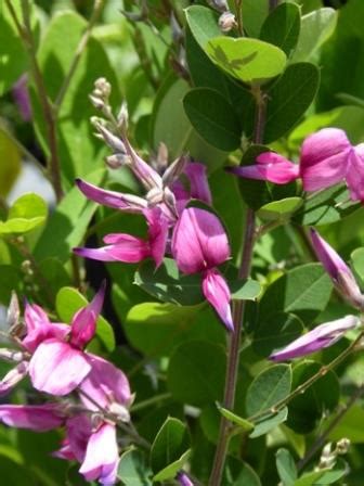 Little Volcano Japanese Bush Clover, Japanese Lespedeza - Shrubs & Trees - Almost Eden