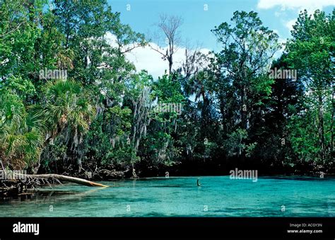 Three Sisters Manatee Sanctuary USA Florida FL Crystal River Stock Photo - Alamy