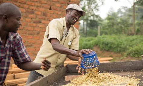 Can a constant push for innovation ever be sustainable for coffee farmers? - Coffee Intelligence