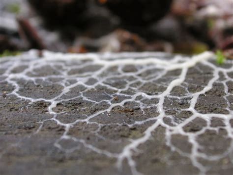 Nature ID: unidentified white slime mold ~ 03/03/14 ~ Purisima Creek