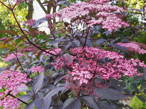 Sambucus nigra 'Black' – The Little Green Plant Factory