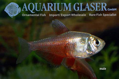 The Flame tetra - Aquarium Glaser GmbH