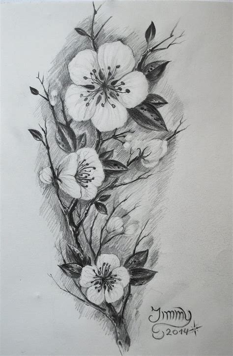 Cherry Blossom Tree Pencil Drawing at PaintingValley.com | Explore ...