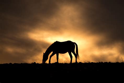 Wild Horse Sunset by Kyle Miller | Photocrowd photo competitions & community site