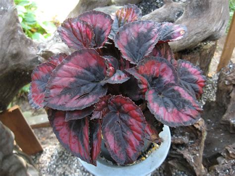 Rex Begonias, How to Grow, Propagate and Care for Begonia Rex Plants ...