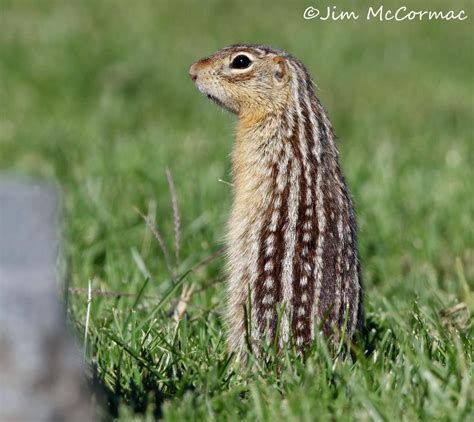 Ohio Birds and Biodiversity: Thirteen-lined Ground Squirrels!