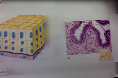 Stratified columnar epithelium Diagram | Quizlet