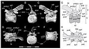 Category:Ornithischia fossils - Wikimedia Commons