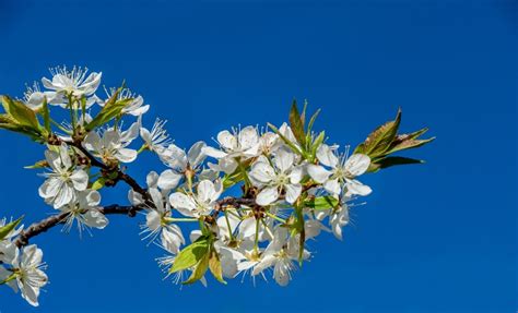 Nebraska Native Bushes: Shrubs and Trees Native to the State