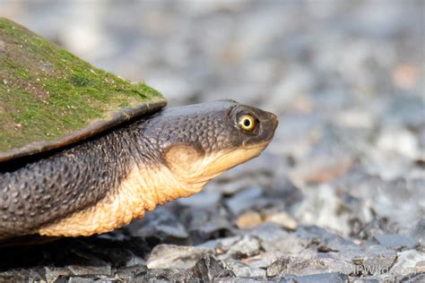 Eastern Long-necked Turtle – AHP Wild