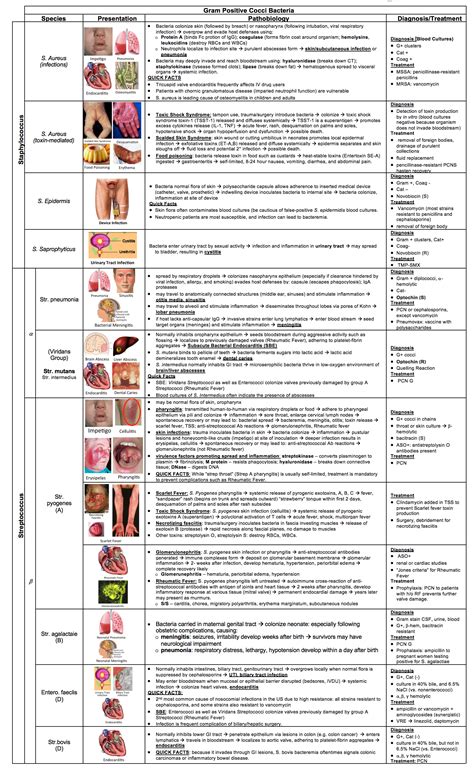 Gram Positive Cocci Bacteria Table - CodeHealth