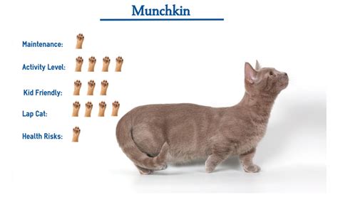 Munchkin Cat Breed… Everything You Need to Know at a Glance!