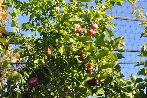 Fruit Cocktail Trees : Fruit Salad Tree Specialty Fruits Ison S Nursery ...