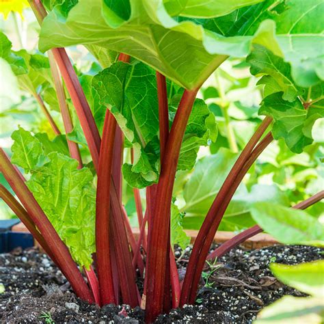 Crimson Red Rhubarb | Gurney's Seed & Nursery Co.