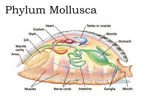 PPT - Phylum Mollusca PowerPoint Presentation, free download - ID:3290366