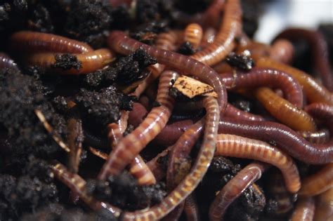 Tips on Raising Worms for Compost- Red Worms Composting