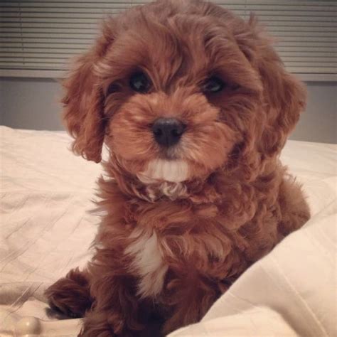 Cavapoo, Cavalier King Charles Spaniel and Poodle Mix - SpockTheDog.com