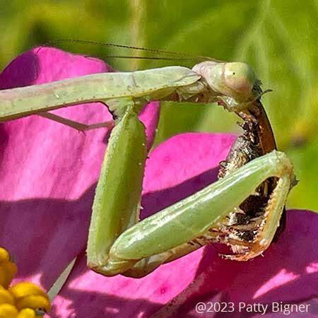 3 Types of Butterfly Predators | Gardens with Wings