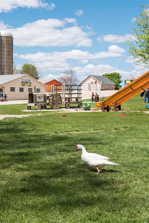 Green Meadows Petting Farm • Rose Clearfield