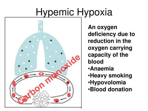 PPT - Hypoxia and Hyperventilation PowerPoint Presentation - ID:380201