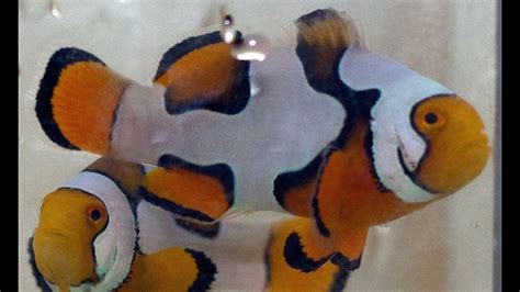 picasso clownfish pair percula breeding - YouTube