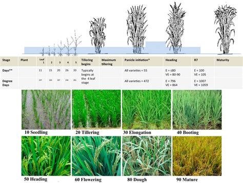 3: Rice phenological stages. | Download Scientific Diagram