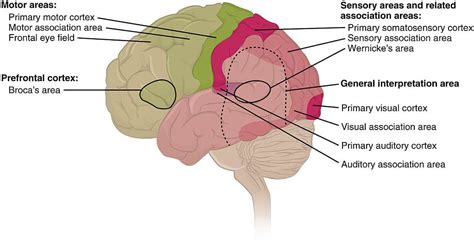 Somatosensory Cortex | Function, Position, Anatomy, Physiology