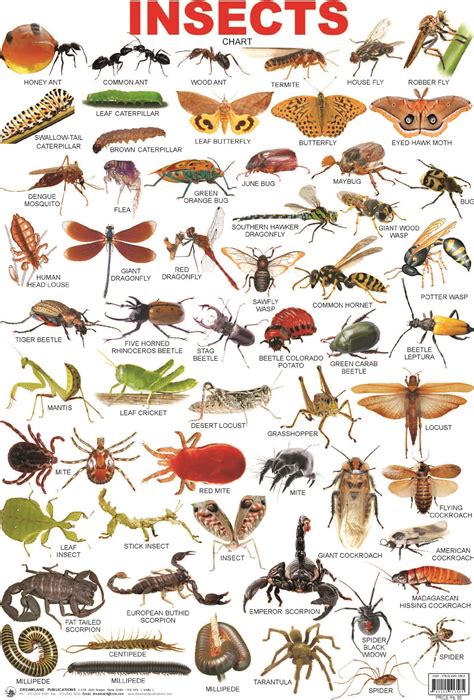 Insects And Bugs With Names