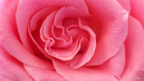 Roze roos close-up foto's