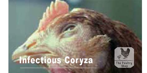 Infectious Coryza – The Poultry Shop