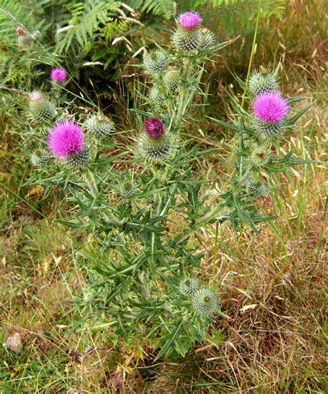 Cirsium vulgare (Bull Thistle, Common Thistle) | North Carolina ...