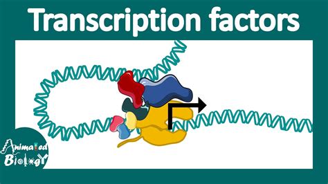 Transcription factors | general transcription factors | transcription ...