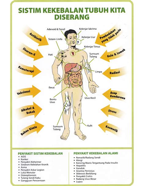 PENYEMBUHAN ALAMI: Sistem kekebalan tubuh kita diserang | Makanan Sehat | Melilea | Organic