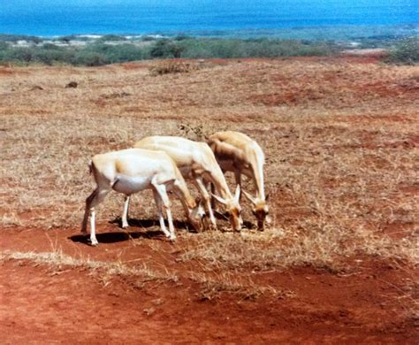 Molokai ranch Wildlife Safari tour Maunaloa Hawaii Been there ! Donne that ! Loved it ...