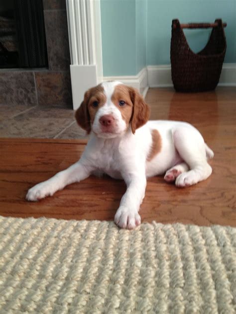 Brittany spaniel #puppy | Spaniel puppies, Brittany spaniel, Brittany puppies