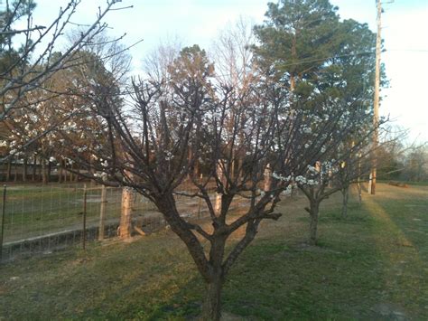 My Methley plum tree in full bloom. | Tree, Plum tree, Bloom