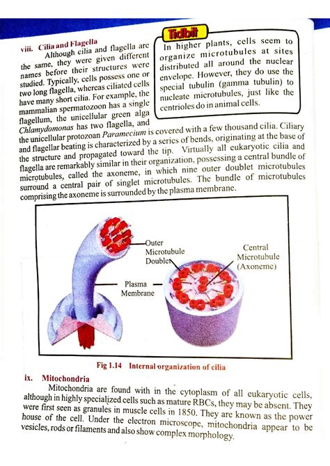 Leucoplast Structure