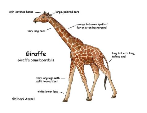 Giraffe, Animal facts for kids, Giraffe information