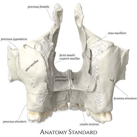 Anatomy Standard - Drawing Maxilla: posterior view - Latin labels | AnatomyTOOL