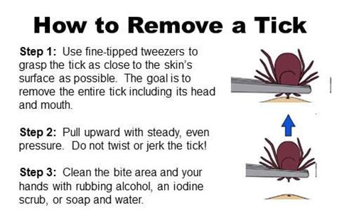 How to Remove a Tick - New Era Pest Control Inc.