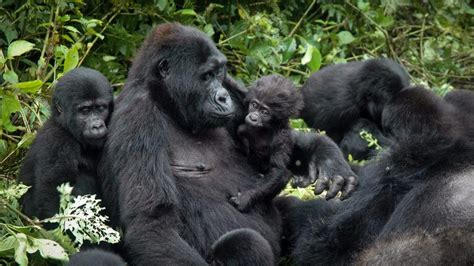 15 Days Uganda Safari - Best of Uganda Gorillas and Cultural Tour