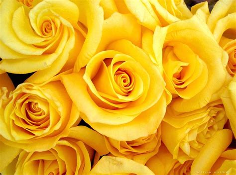 Felíz Día de las Madres - Happy Mother's Day | Beautiful roses, Yellow roses, Yellow flowers