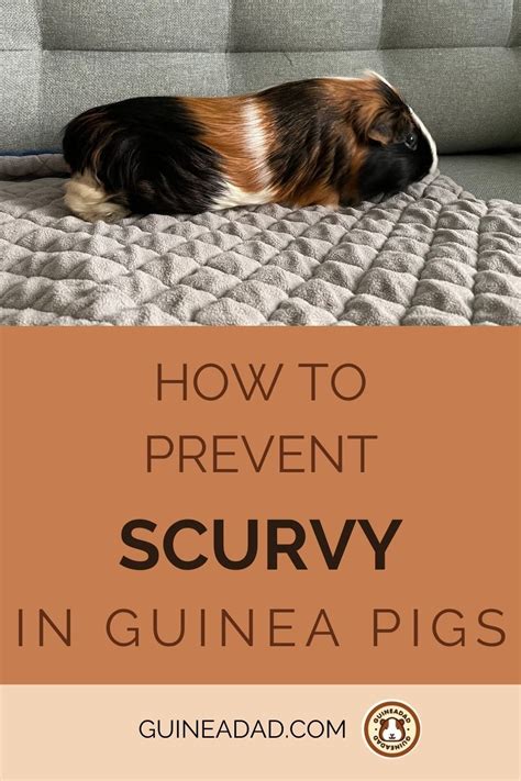 Pin on Guinea Pig Care