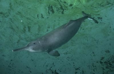 Baiji or Yangtze River Dolphin [IMAGE] | EurekAlert! Science News Releases