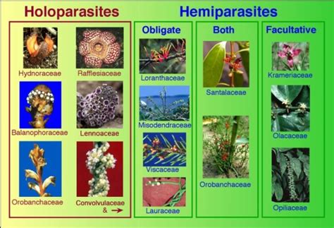 Introduction to Parasitic Flowering Plants