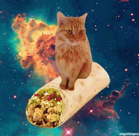 Space Burrito GIF - MexicanFood Burrito Cat - Discover & Share GIFs | Cats, Funny cat videos ...