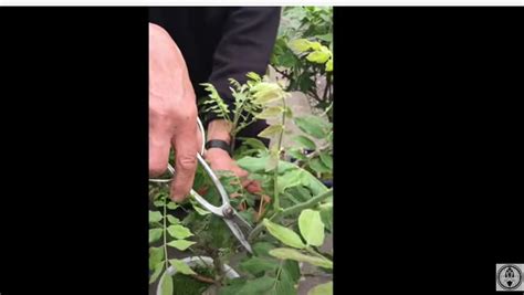 How to Prune Wisteria Bonsai