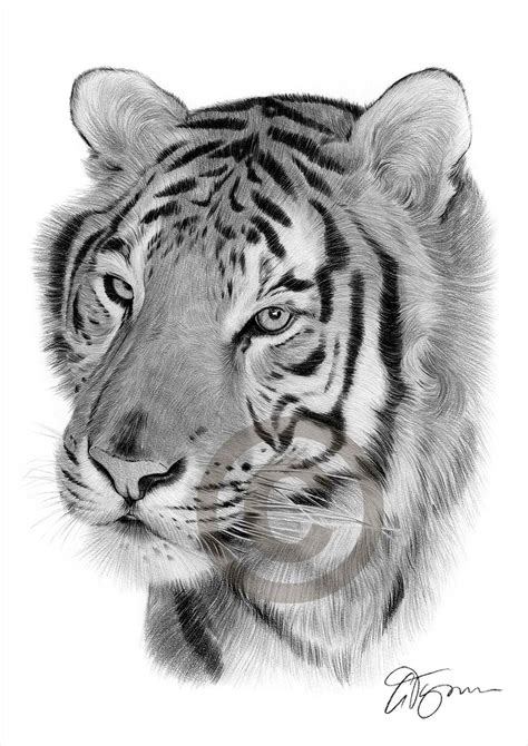 Tiger Artwork Bengal Tiger Pencil Drawing Print Artwork Signed by ...